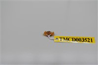 藏品(衛氏毛帶蟹)的圖片